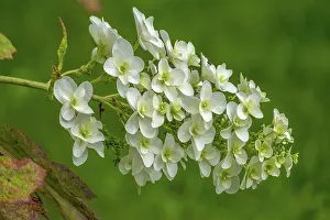 Oakleaf Hydrangea Prints: Oakleaf hydrangea (Hydrangea quercifolia)