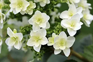 Hydrangeaceae Family Prints: Oakleaf hydrangea (Hydrangea quercifolia)
