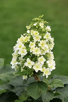 Germany Plant Life Prints: Oakleaf hydrangea (Hydrangea quercifolia)
