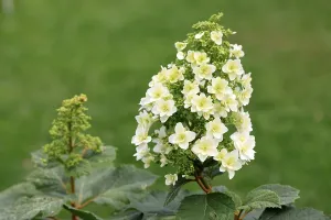 Oakleaf Hydrangea Prints: Oakleaf hydrangea (Hydrangea quercifolia)