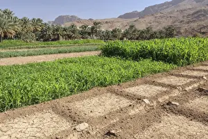 Arabian Peninsula Nature Scene Prints: Oasis with date palms and green fields