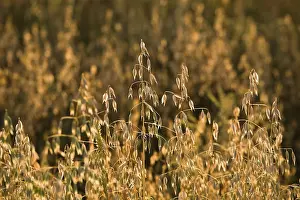 Atmospheric Light Scene Prints: Oats, Canada