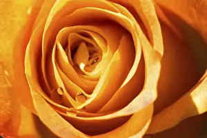White Background Flower Prints: Object on white - orange rose close up