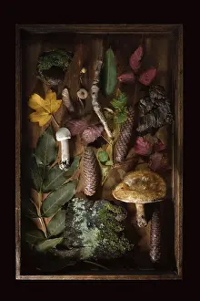 Dark Background Flat Lay Prints: Found objects from the forest as a flat lay in a wooden box with tree bark