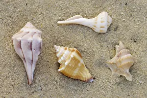 Sea Slug Prints: Ocean Snails, Shells Print