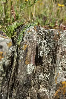 European Reptile Prints: Ocellated lizard, pearl lizard