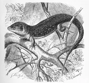 Timon Lepidus Prints: Ocellated lizard (Timon lepidus)