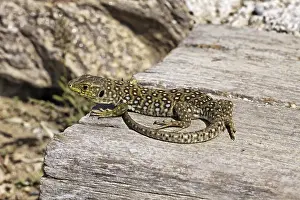 European Reptiles Prints: Ocellated Lizard (Timon lepidus)