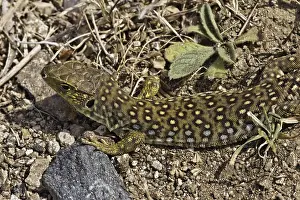 Timon Lepidus Prints: Ocellated Lizard (Timon lepidus)