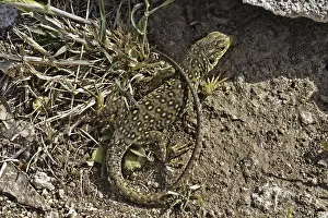 European Reptiles Prints: Ocellated Lizard (Timon lepidus)
