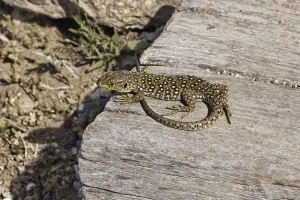 European Reptiles Prints: Ocellated Lizard (Timon lepidus)