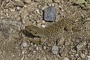 European Reptiles Prints: Ocellated Lizard (Timon lepidus)