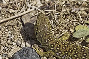 Timon Lepidus Prints: Ocellated Lizard (Timon lepidus)