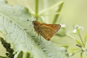 Ochlodes Sylvanus Prints: Ochlodes sylvanus (Ochlodes venatus)