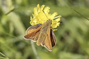 Flying Insect Photography Prints: Ochlodes sylvanus (Ochlodes venatus)