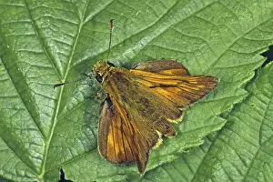 Orange Skipper Butterfly Prints: Ochlodes venatus, rust-colored thighead