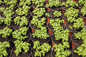 Container Gardening Prints: Ocimum basilicum