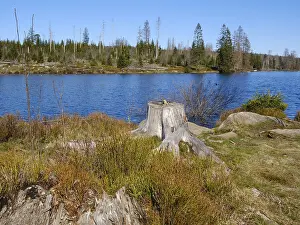 Harz National Park Germany Prints: Oderteich, dam, Harz National Park