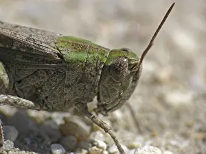 Insect Wildlife Photos Prints: Oedalus decorus