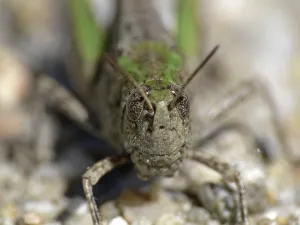 Camouflage Insect Prints: Oedalus decorus