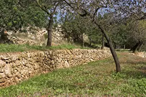 Balearic Islands Nature Prints: Offset with trees and typical spanish stonewall