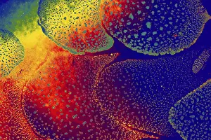 Empty Waterfront Scene Prints: Oil bubbles inside water base form patterns