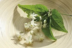 Alternative Medicine Plants Prints: Old beard or Clematis (Clematis)