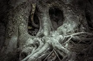 Jasmund National Park Prints: Old beech tree (Fagus), tree face