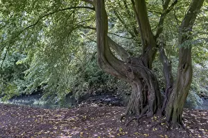 German Beech Forest Prints: Old beech tree, Munsterland