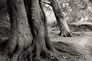 Deciduous Tree Forest Europe Prints: Old beech trees, black and white