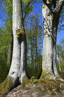 Fagaceae Family Trees Prints: Old beeches