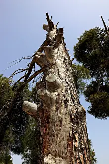 Travel Photography Crete Greece Prints: Old broken and dead pine, infested with parasites