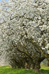 Cherry Blossom Prints: Old cherry trees, blossoming cherry tree