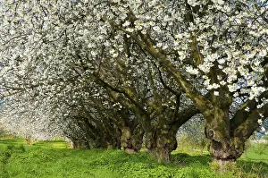 Cherry Blossom Germany Prints: Old cherry trees, blossoming cherry tree