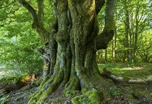 Rhon Biosphere Reserve Prints: Old Common beech (Fagus sylvatica)