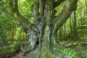 European Beech Fagus Sylvatica Prints: Old Common beech (Fagus sylvatica)