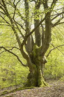 Natural Monument In Germany Prints: Old common beech (Fagus sylvatica)