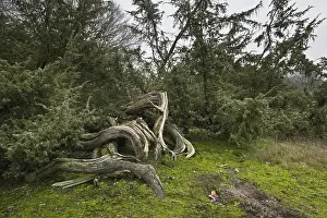 Northern Germany Trees Prints: Old common juniper (Juniperus communis)