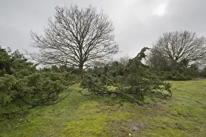 Northern Germany Trees Prints: Old common juniper (Juniperus communis)