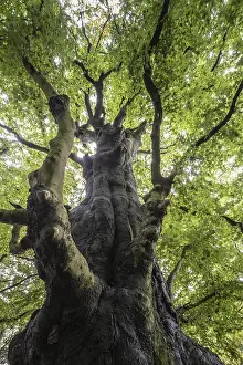 Fagus Sylvatica Germany Prints: Old copper beech (Fagus sylvatica)