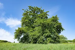 Deciduous Trees Europe Prints: Old copper beech (Fagus sylvatica)