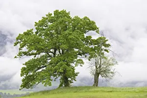 No People Mountain View Prints: Old deciduous trees on a mountain meadow