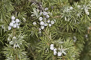 Old Juniper with Common Juniper Print, Germany