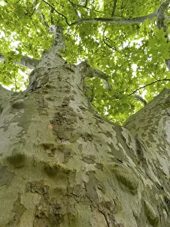 Deciduous Tree View Prints: Old large plane tree (Platanus)