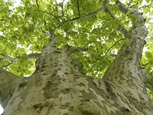 Weimar Germany Prints: Old large plane tree (Platanus)