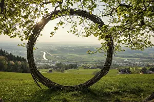 Deciduous Tree Branches Prints: Old lime tree and circle of branches