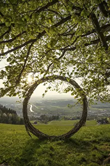 Evening Light Switzerland Prints: Old lime tree and circle of branches