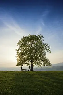 Deciduous Tree Evening Light Prints: Old lime tree and circle of branches