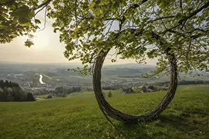 Deciduous Tree Branches Prints: Old lime tree and circle of branches