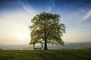 Atmospheric Light Europe Prints: Old lime tree and circle of branches